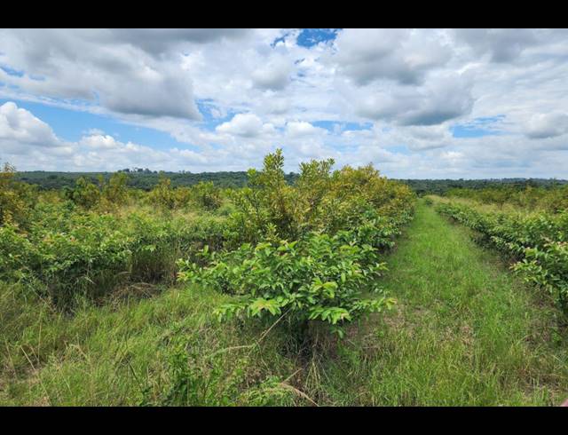 742,854M² FARM FOR SALE IN LEVUBU